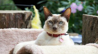 burmese
