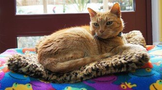 ginger-cat