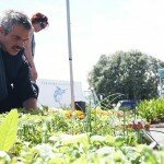 kerikeri-farmersmarket-seedlings