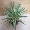 Harvies Landscape Plants