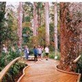 Puketi Forest