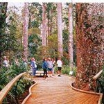 Puketi Forest Puketi Forest